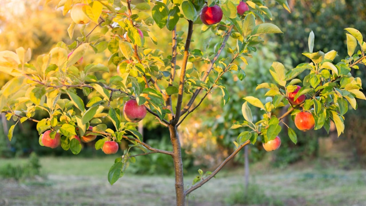 Apple tree with red apples in the garden, illuminated by the evening sun. Growing fruits, harvesting.