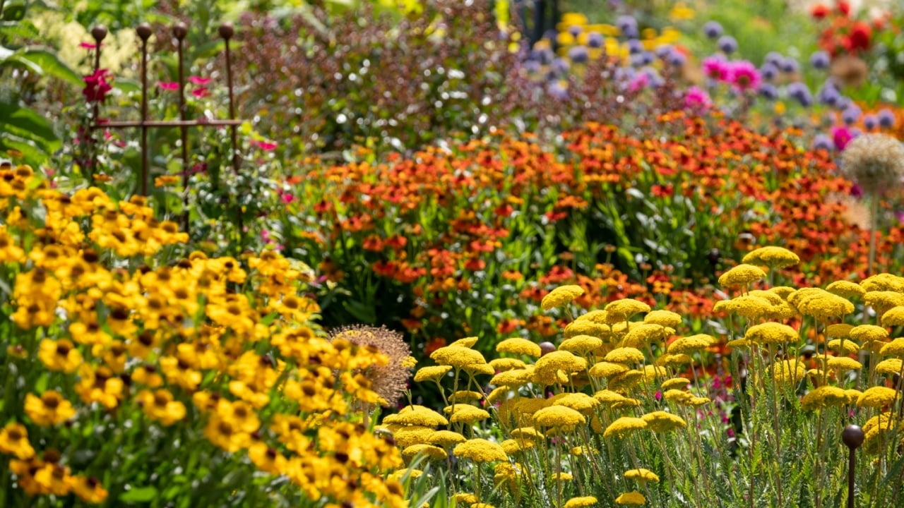 Stunning, colourful mixed flower borders at Wisley garden, Surrey UK. The extensive flower beds have mainly perennial plants growing in them.