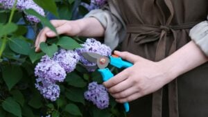 Gardener pruning lilac branch with secateurs outdoors