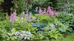 Garden landscape composition with various hosta (Funkia) plants and and delicate pink flowers of astilbe (Astilbe arendsii) in a shady corner of the garden.