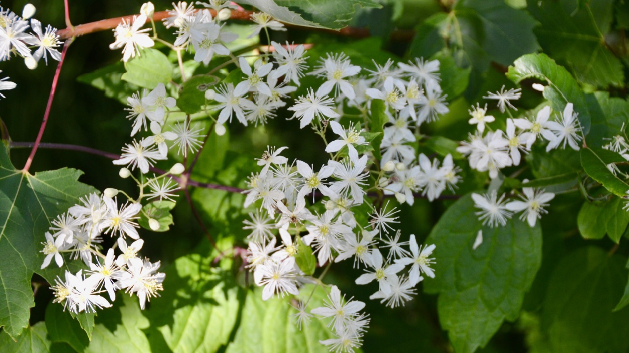 Virgin's-Bower (Clematis virginiana) in bloom along hiking trail at Cape Croker during Summer