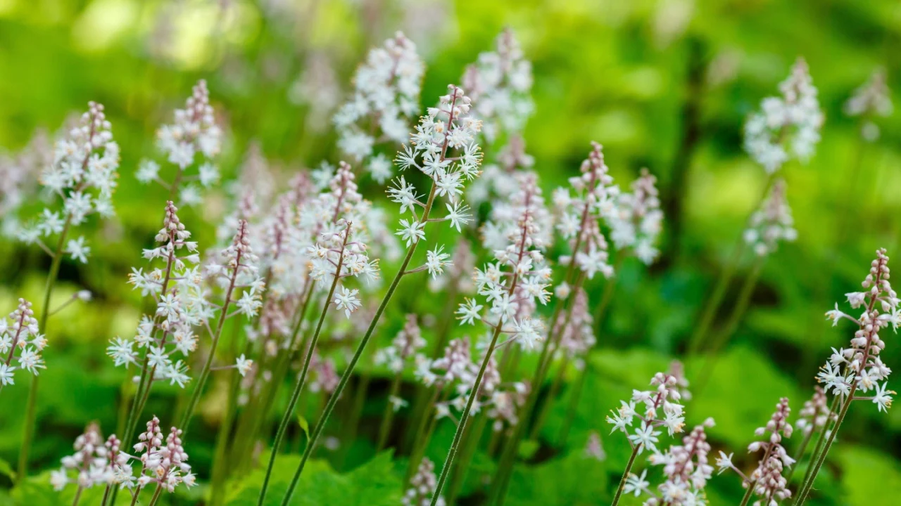 foamflower Tiarella ( lat. Tiarella ) is a genus of herbaceous plants of the Saxifragaceae family