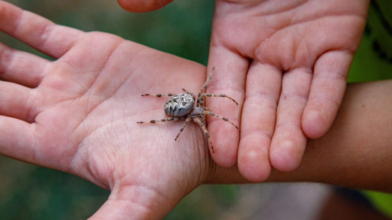 Spider is sitting on persons hand with blurry background.