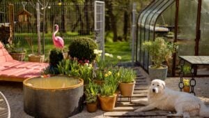 Beautiful garden with potted flowers, fountain, vintage greenhouse and dog resting during morning light
