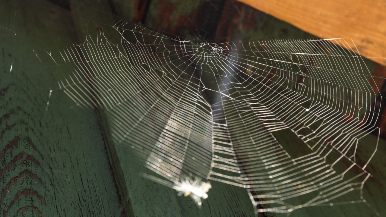Cobweb on wooden building outdoors, low angle view