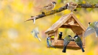 Group of little birds perching on a bird feeder with sunflower seeds on autumn background. Great tit, blue tit, sparrow