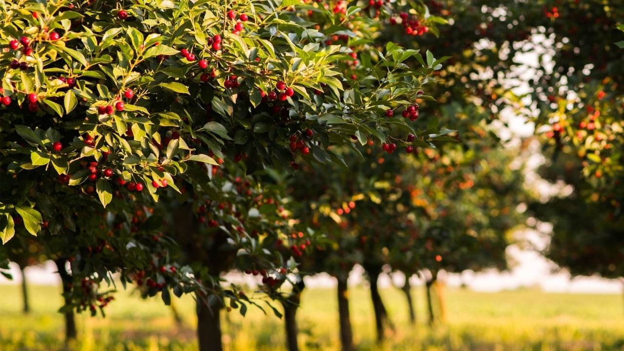 sour cherries on the tree stick with leaves, in time of harvest in the summer in the orchard.