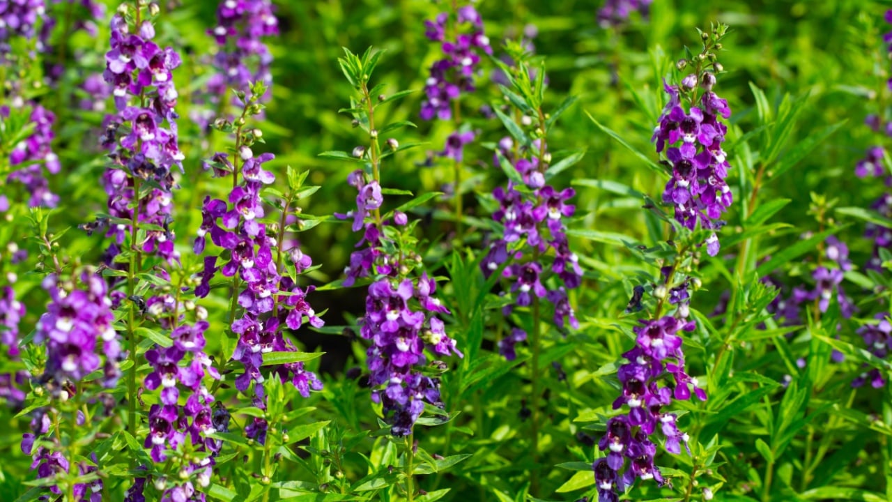 Beautiful angelonia goyazensis benth in the park