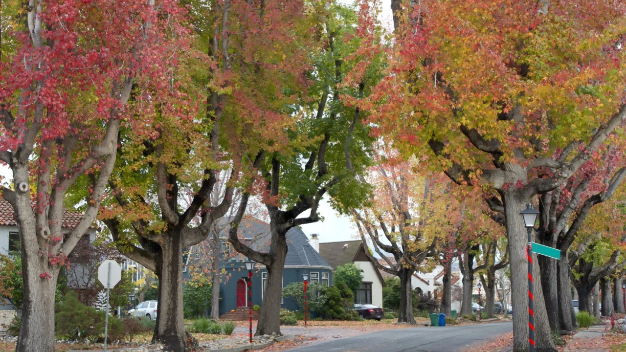 Tall Liquid ambar, commonly called sweetgum tree, or American Sweet gum tree, lining an older neighborhood in Northern California, Christmas decorations on light poles and trash cans out on street.