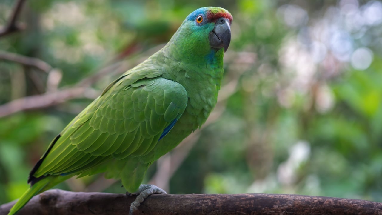 Southern Festive Amazon Parrot (Amazona festiva)