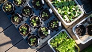 Plastic pots with various vegetables seedlings. Planting young seedlings on spring day