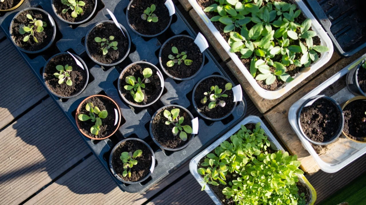 Plastic pots with various vegetables seedlings. Planting young seedlings on spring day