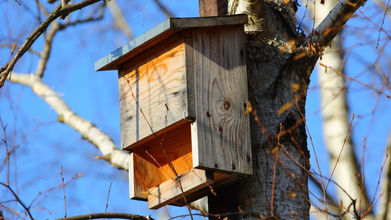 A wooden bat house has been attached to a tree trunk in a public park in the Goclaw housing estate in Warsaw.