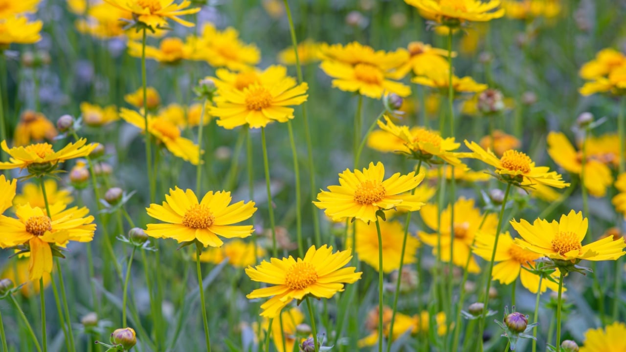 Field of yellow flower Coreopsis lanceolata, Lanceleaf Tickseed or Maiden's eye blooming in summer. Nature, plant, floral background. Garden, lawn of lance leaved Coreopsis in bloom
