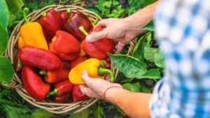 Sweet pepper harvest in the garden in the hands of a farmer.