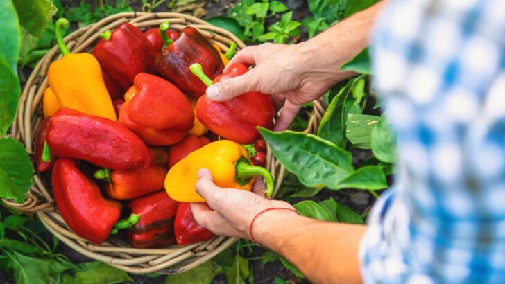 Ten Companion Plants Your Peppers Need This April For A Successful Growing Season