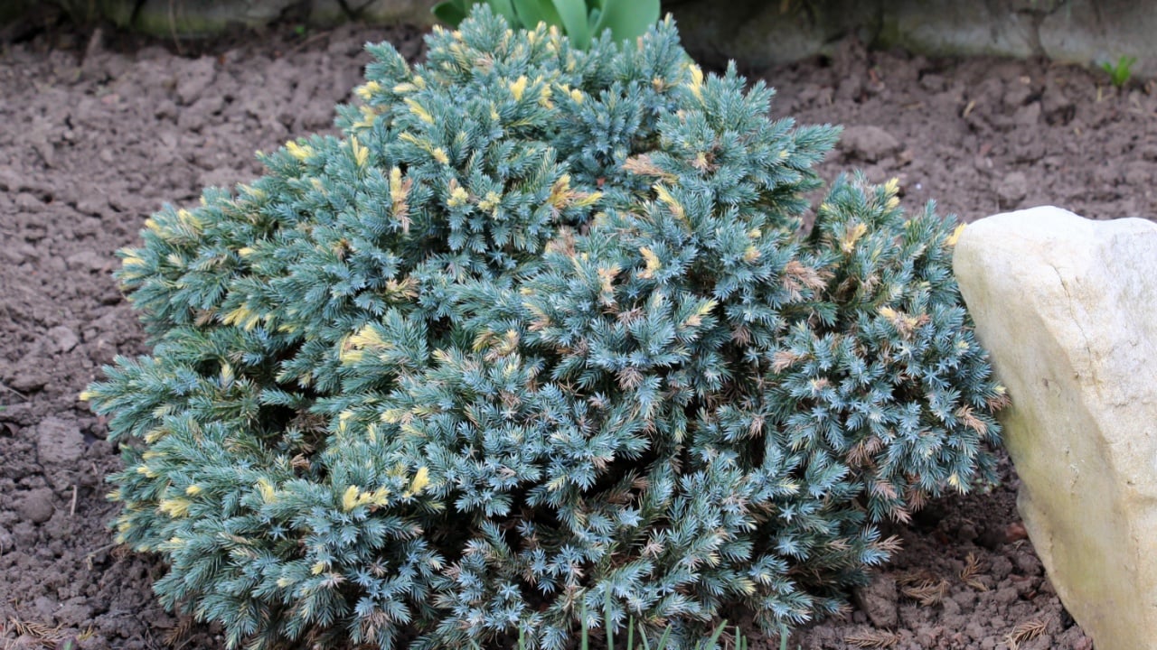 The dwarf form of flaky juniper (Juniperus squamata) is used in landscape design