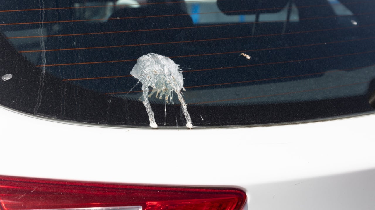 Bird droppings on the rear windshield of a car, highlighting the need for regular vehicle maintenance and cleaning