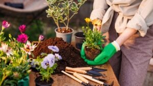 gardener plants flowers in the garden close-up, garden care, gardening concept