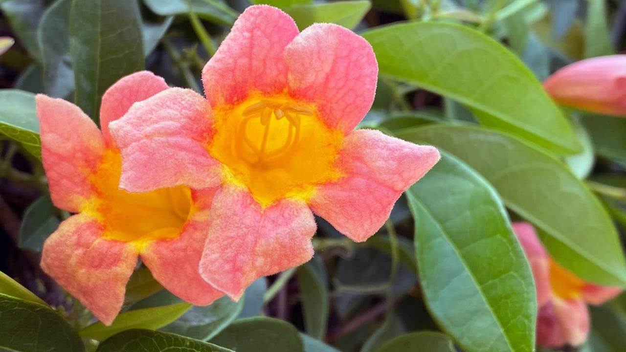 closeup of two crossvine (Bignonia capreolata) flowers and leaves 