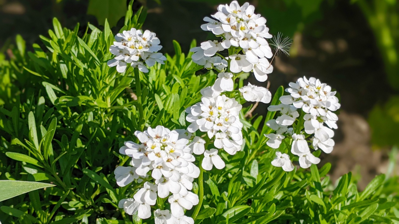 Iberis sempervirens evergreen candytuft perenial flowers in bloom, group of white springtime flowering rock plants