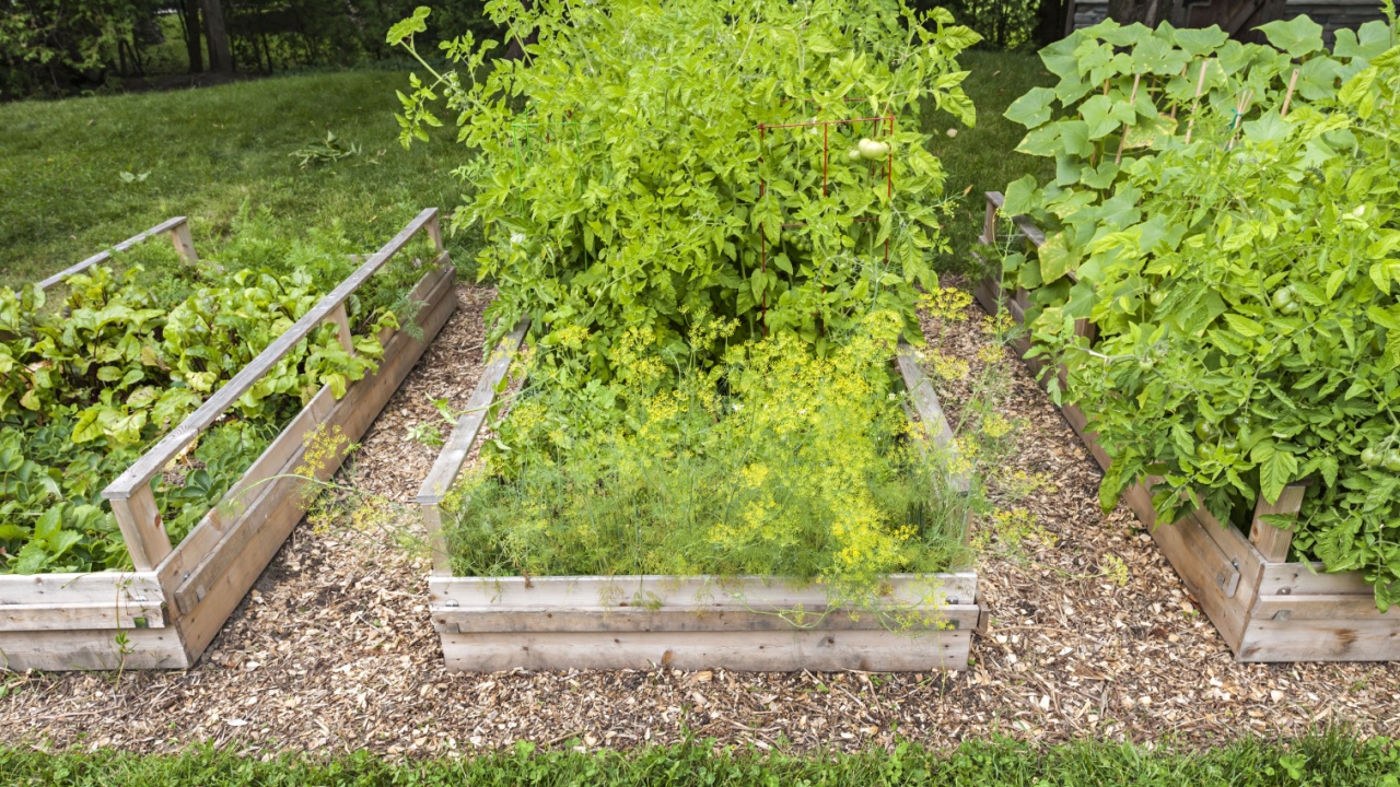 Three raised garden beds growing fresh vegetables in a backyard