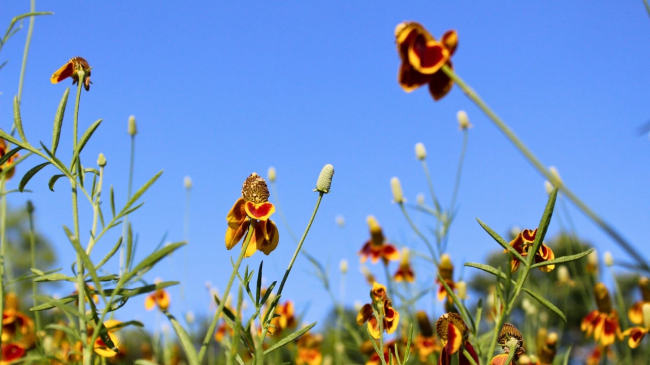 Mexican Hats Against a Blue Sky
