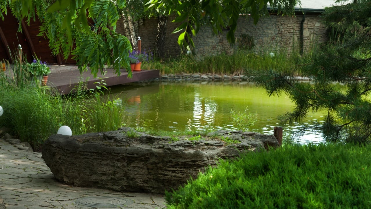 a cozy corner of the garden, a pond and various bushes and trees, landscape design