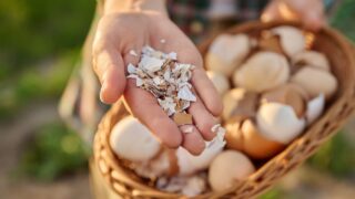 Close up of eggshell in wicker bowl in woman hands