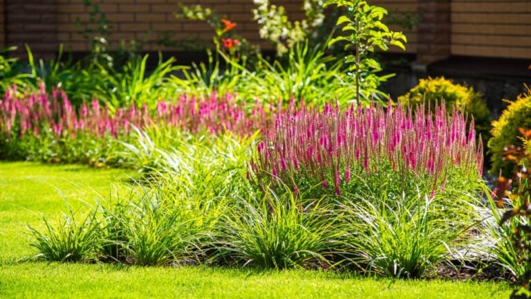 landscape design ornamental grass
