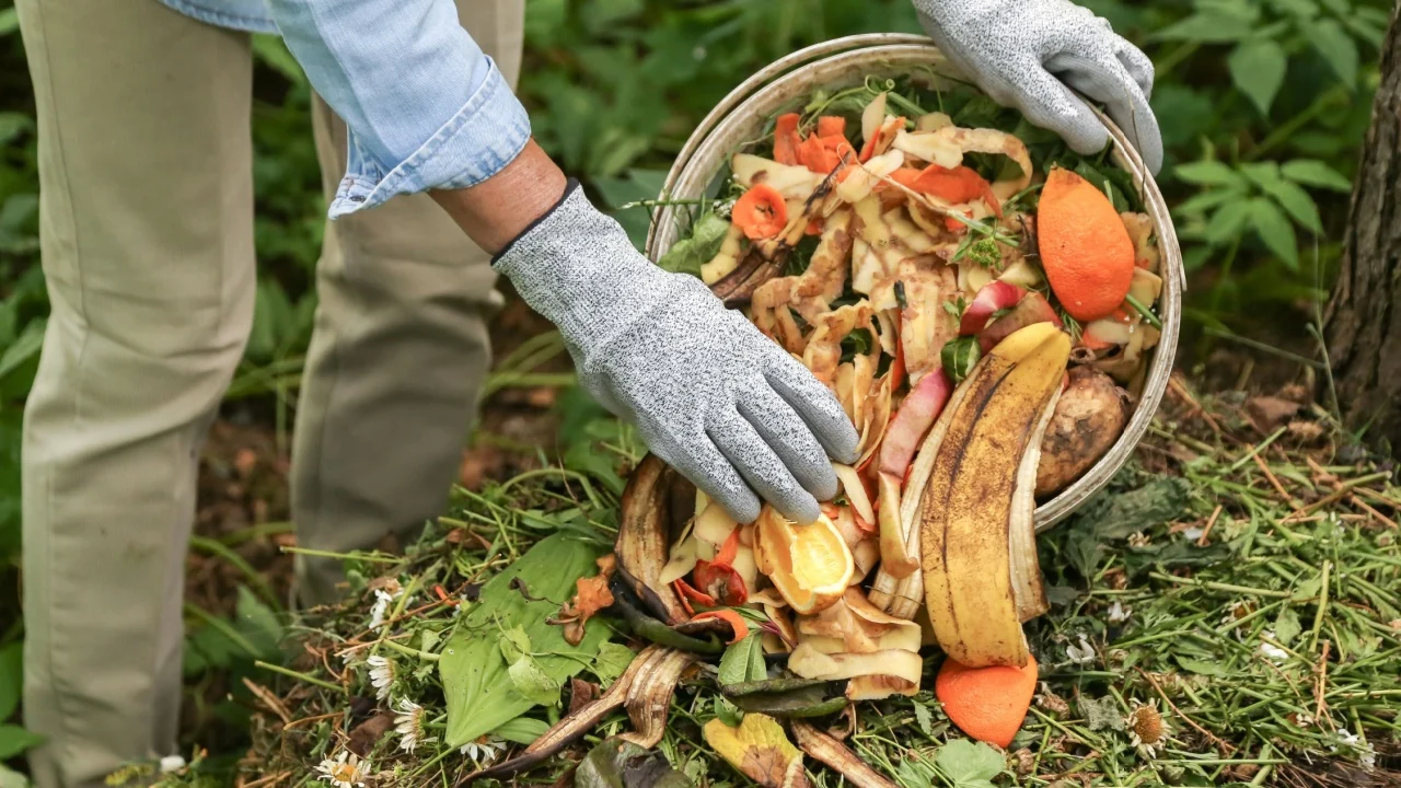 Compost heap pile with bio waste. Farmer hands put weeds grass plants, vegetable fruit scraps from bucket in compost. Zero waste, composting concept