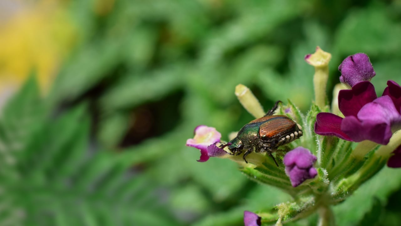 Japanese Beetle sitting on verbena flower in a garden