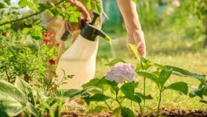 Close up gardener with sprayer caring spraying hydrangea plants in backyard garden
