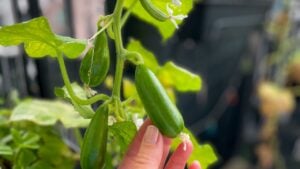 Baby cucumbers growing in balcony garden and female gardeners hand close up