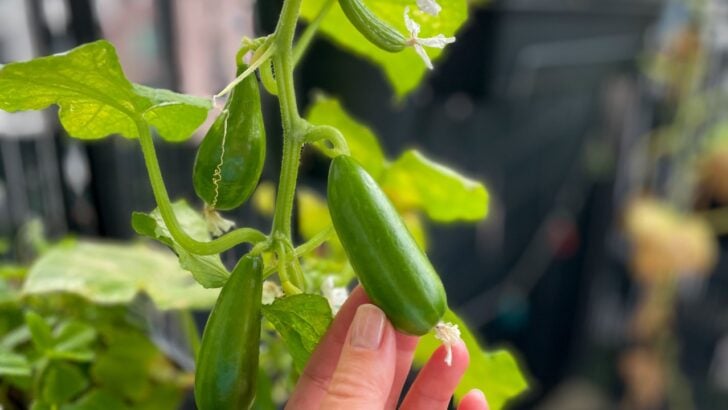 The Mistakes That Are Killing Your Container Cucumbers (And What to Do Instead)