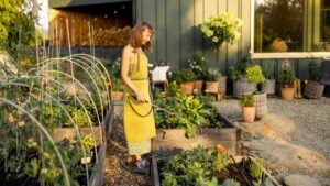 woman in a green apron sprays plants in raised garden beds with organic pesticide or biofertilizer.