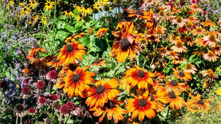 Cut Your Water Bill by Hundreds and Stop Overwatering These 8 Drought-Resistant Perennials