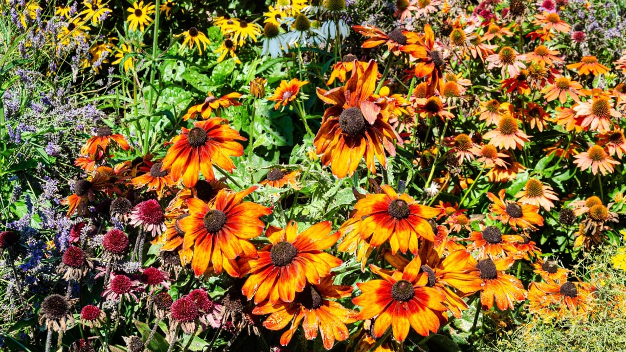Black-eyed-Susan, Rudbeckia, Lavender and other flowers in a garden