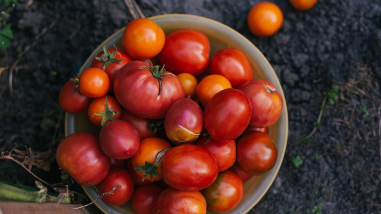 Freshly picked tomatoes of different varieties in a bowl