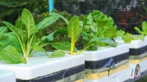 Salad farm vegetable Swiss chard. Close up fresh organic hydroponic vegetable plantation produce green salad hydroponic cultivate farm.