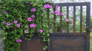 Decoration of flowers blooming on the iron fence. Morning glory or ipomoea flowers on the fence wall. Pink flowers blooming on the fence. Morning glory flowers wrapped around the iron fence.