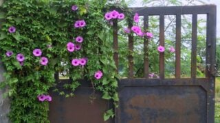 Decoration of flowers blooming on the iron fence. Morning glory or ipomoea flowers on the fence wall. Pink flowers blooming on the fence. Morning glory flowers wrapped around the iron fence.