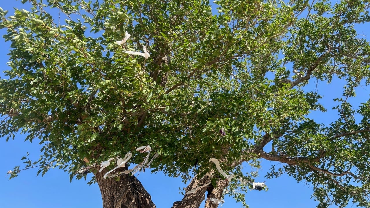 Wishing Tree, People tie ribbon on branches on tree to represent wish or illness they want rid of. Ribbons tied on trees for hope, luck and fulfillment of desires ritual tradition in Anatolia, Turkey