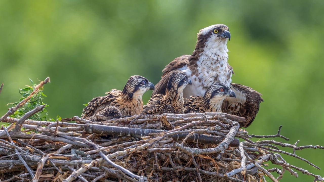 An osprey (Pandion haliaetus) with its hatchlings resting in the nest on the blurred background