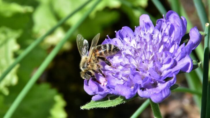 12 No-Fuss Plants That Attract Bees to Your Yard
