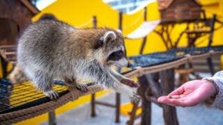 Common raccoons are cared for, petted, and fed by human hands in zoos. Raccoons are a native North American mammal. This is the largest species in the Raccoon family