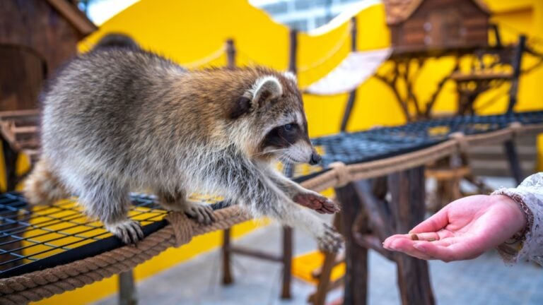 Common raccoons are cared for, petted, and fed by human hands in zoos. Raccoons are a native North American mammal. This is the largest species in the Raccoon family