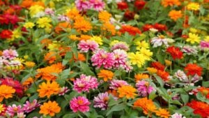 Colorful of zinnia flower in the garden.