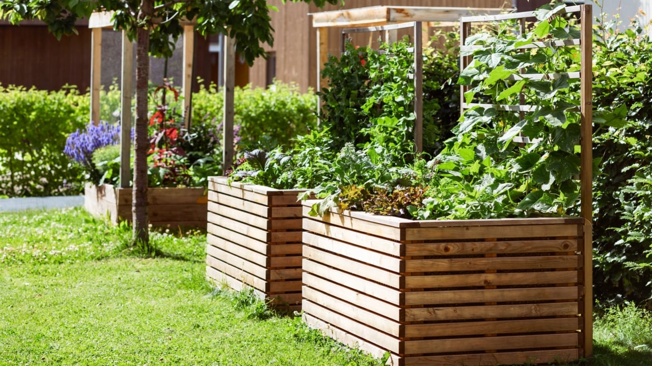 Raised Beds Garden for Growing Vegetables Herbs Flowers. Modern Garden Vegetable Patch in Urban Community Garden.