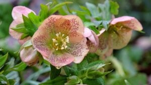 Pink speckled Helleborus orientalis, or oriental hellebore lenten rose in flower.